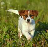 Jack Russell Terrier gładkowłosa suczka Tola ZKwP FCI rodowód