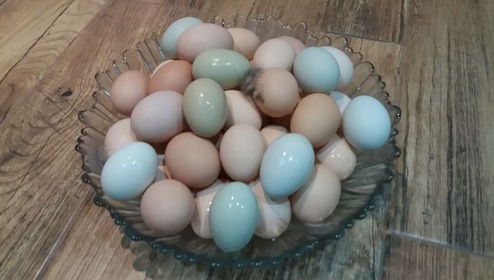 Jaja jajka lęgowe zagrodowe niebieskie