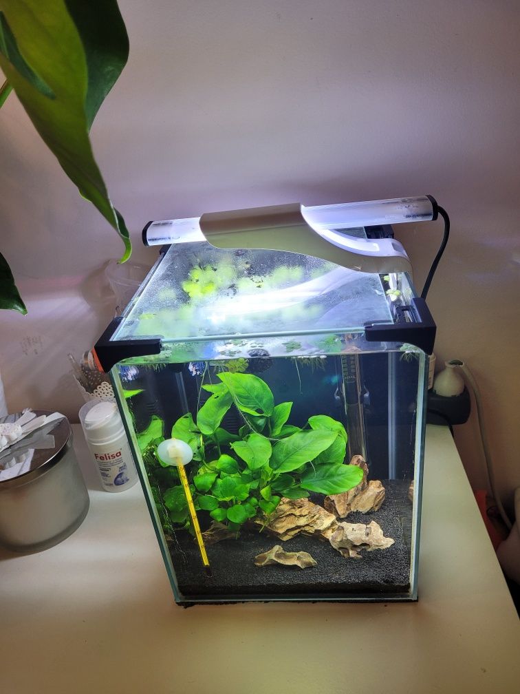 Akwarium 11l bojownik z flower Fish akcesoria
