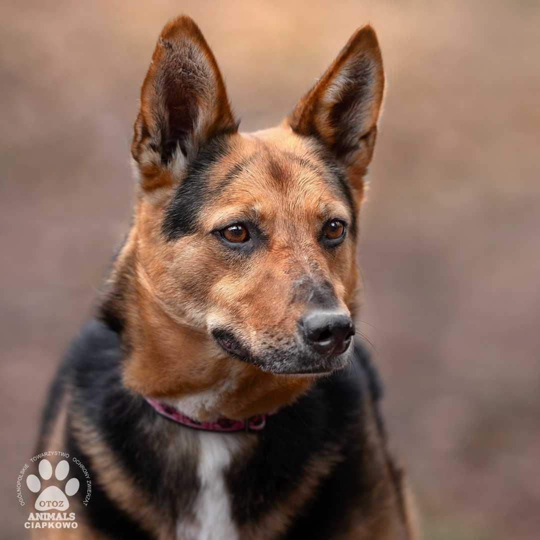 Nieśmiała Holly czeka na dom! OTOZ Animals Schronisko Ciapkowo.