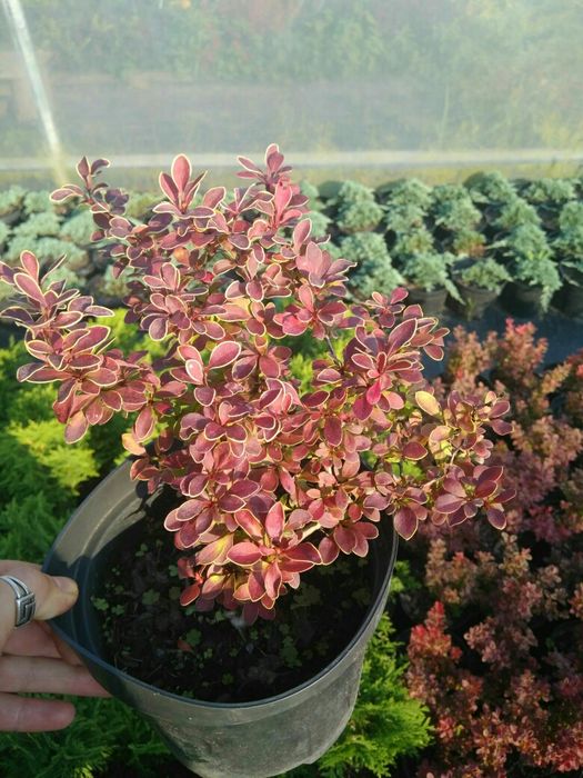 Барбарис,бересклет, вейгели, гортензії, спіреї