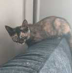 Gatinhas tartarugas
