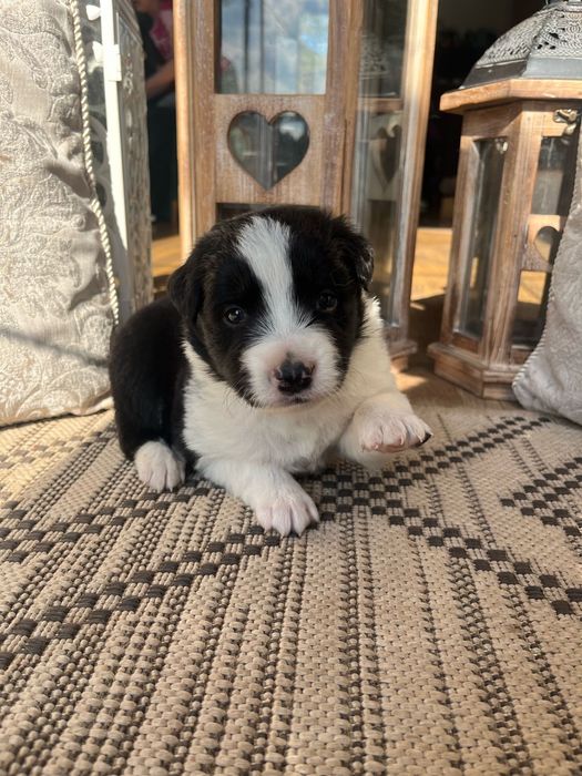 Border Collie szczeniak domowa hodowla odbiór grudzień