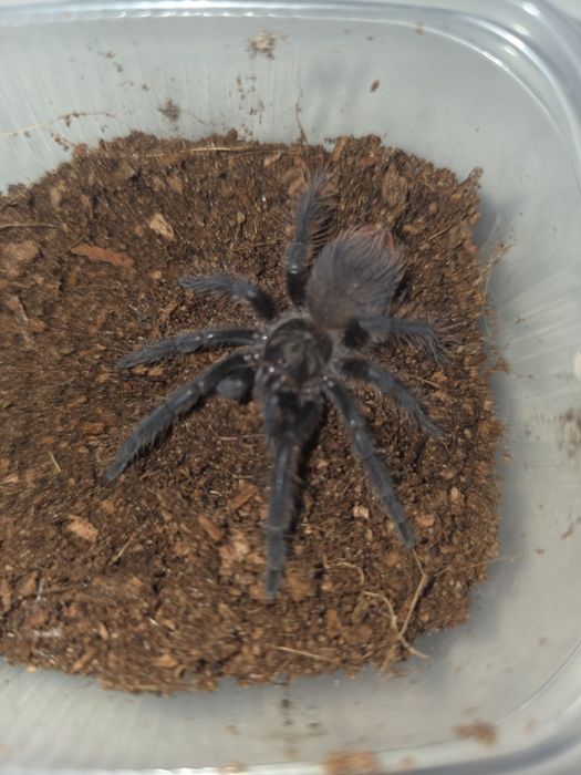 Phormictopus auratus 2DC