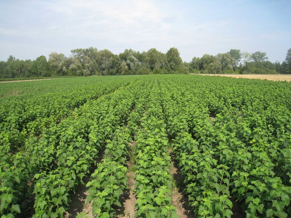 Sadzonki porzeczek czarnych LICENCJA PASZPORT JESIEŃ 2026 TISEL TIHOPE