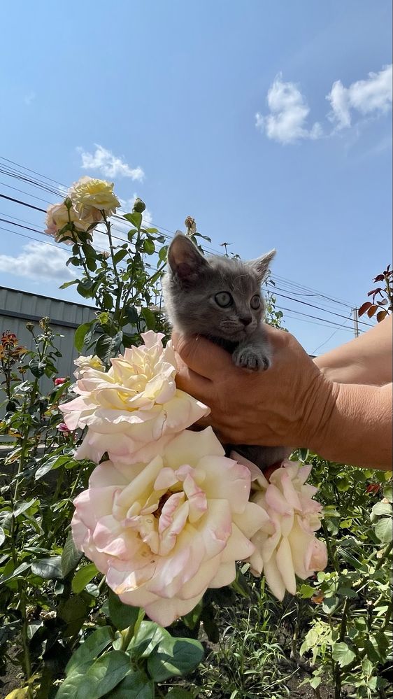 Кошенята Сокиряни 1.2 міс