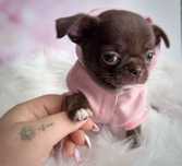 ***Czekoladowy piesek chihuahua***