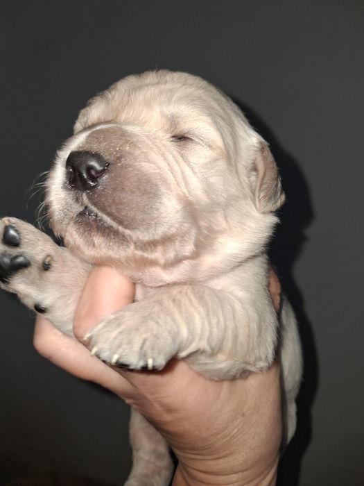 Золотистий ретрівер