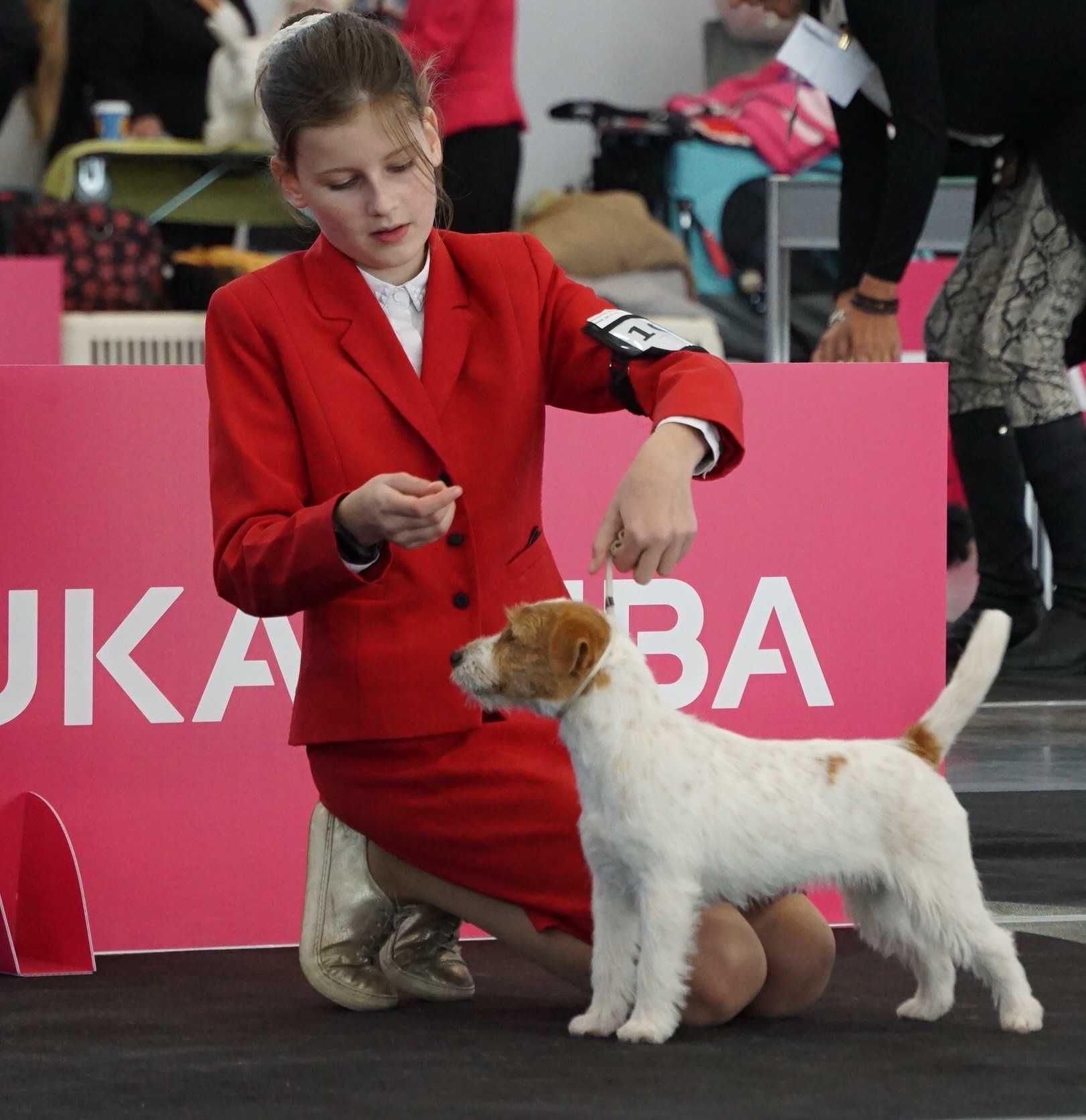 Jack Russell Terrier ZKwP FCI - rezerwacja