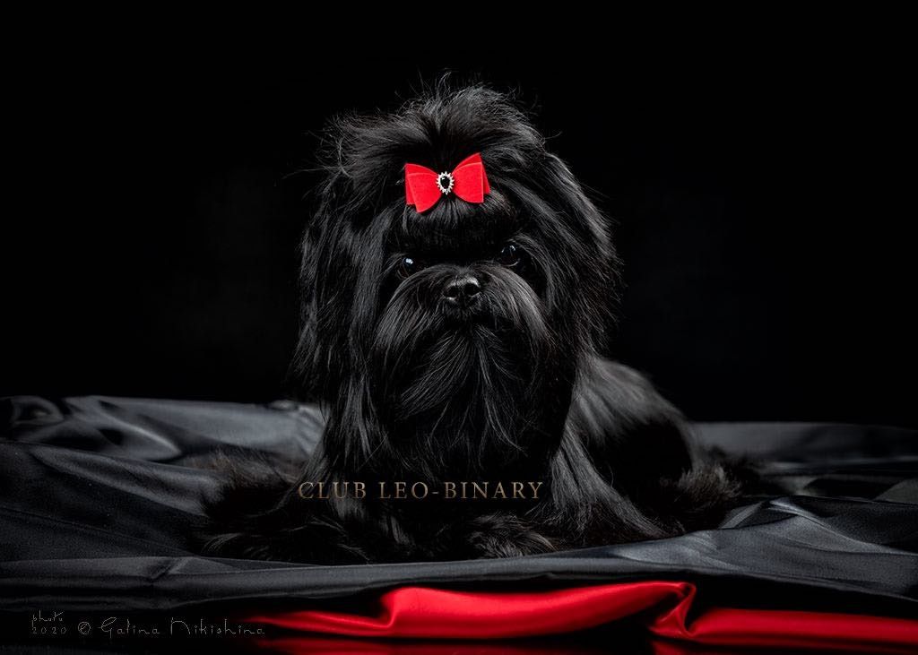 Suczka Hola Black Yorkshire terrier z Biewer.