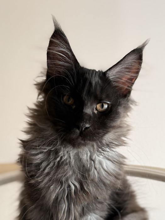 Gatinha Maine Coon com LOP