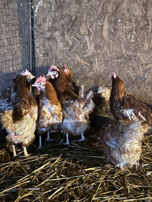 Кури  несушки молодка