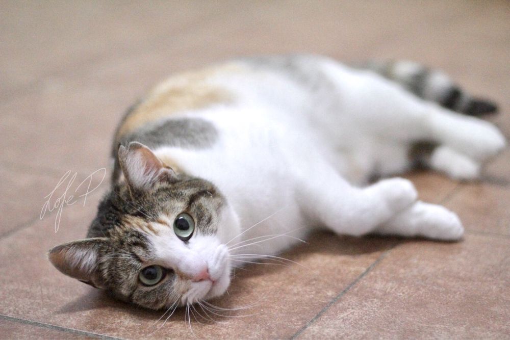 Kochana, śliczna i młoda Taśka czeka na odpowiedzialny domek!