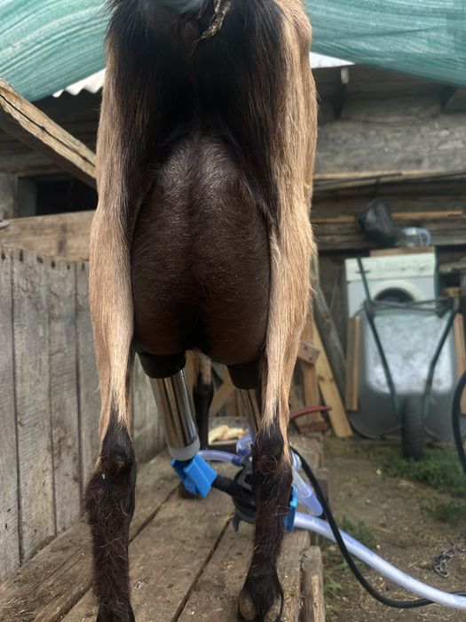 Продам кози альпійськоі породи