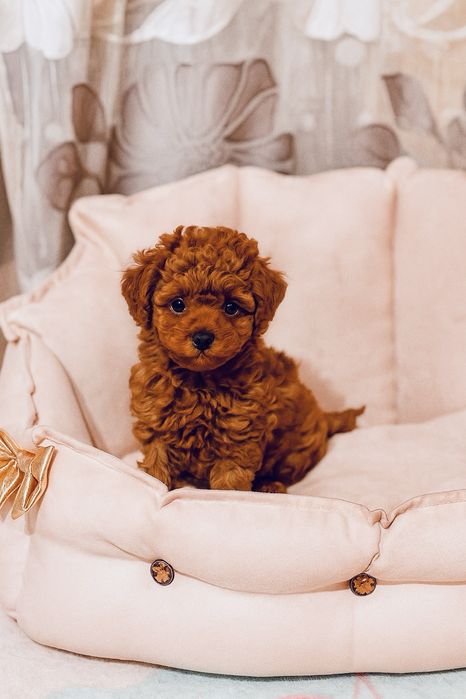 Pudel Toy Red – śliczna suczka z rodowodem i wyprawką. Rezerwacha