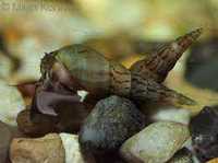 Ślimaki świderki - Melanoides tuberculata