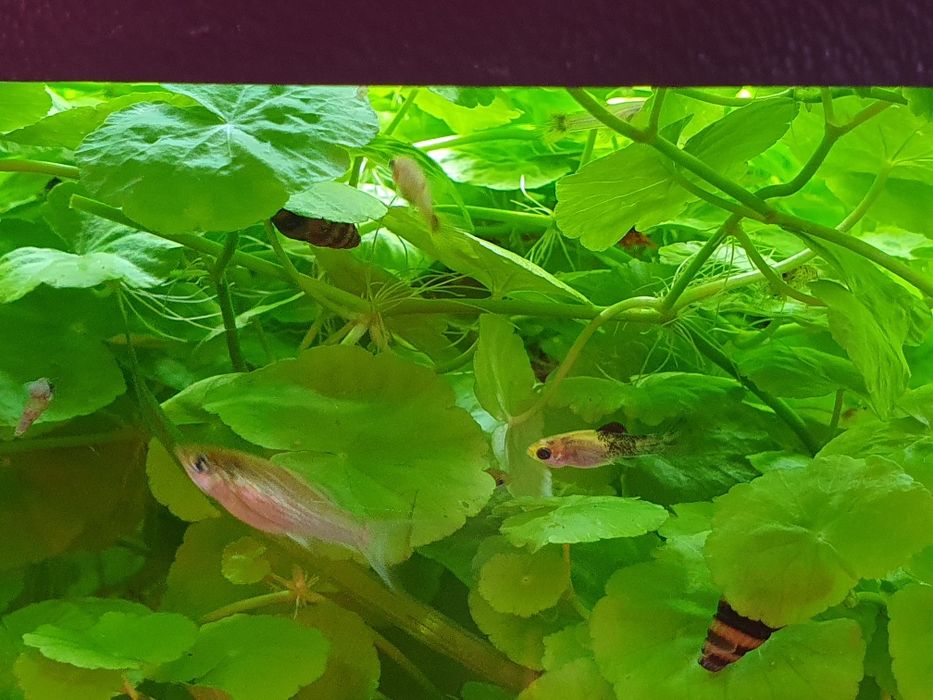 Sprzedam młode molinezja. Slimaki Helenki. Krewetki