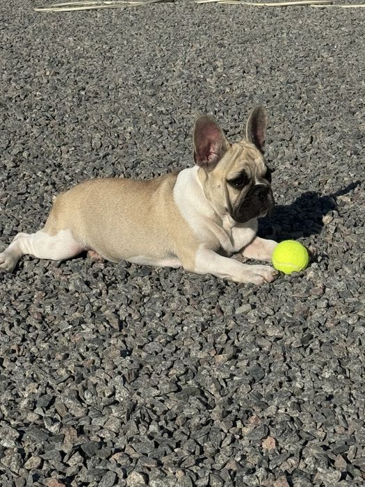 Французский бульдог питомник КСУ