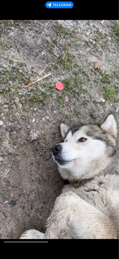 Маламут дівчинка знайдено собаку