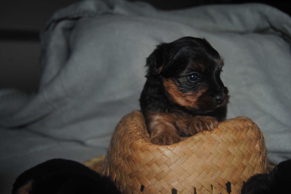 Yorkshire terrier