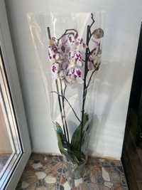 Орхідея на 2 гілки-450 грн