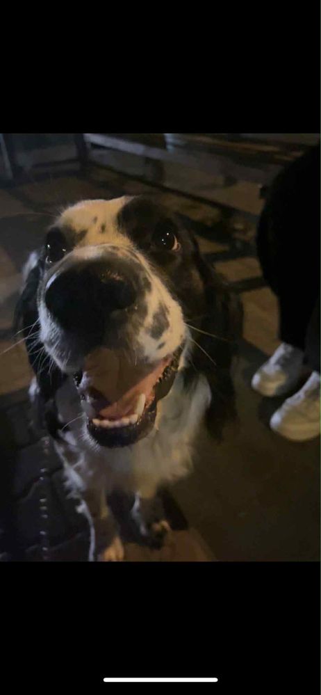 springer spaniel, bombelek