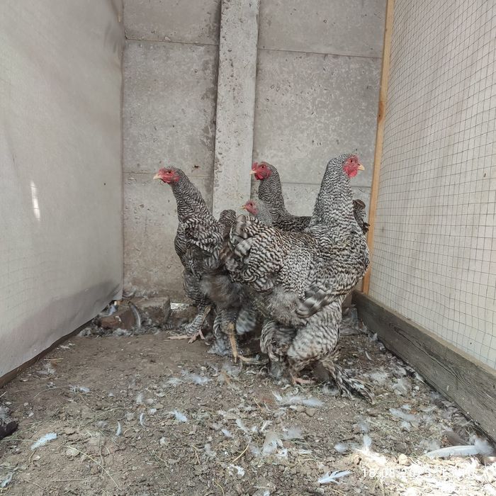 Кури Брама куропатчата,полосата зозуляста