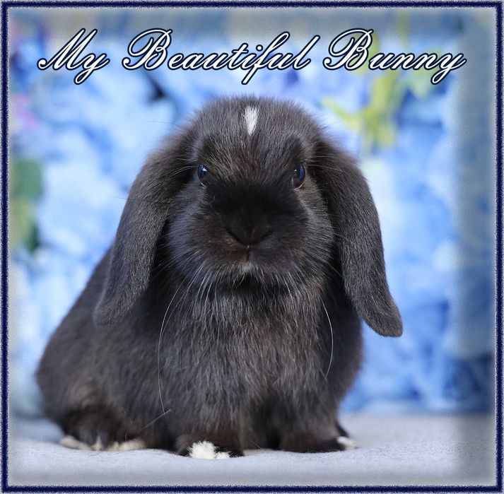 Piękny Młody Królik Mini Lop - Black