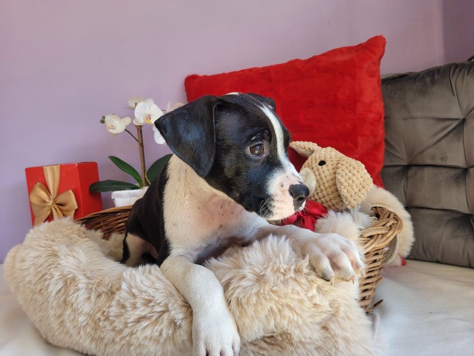 Cudowny chłopiec amstaff!