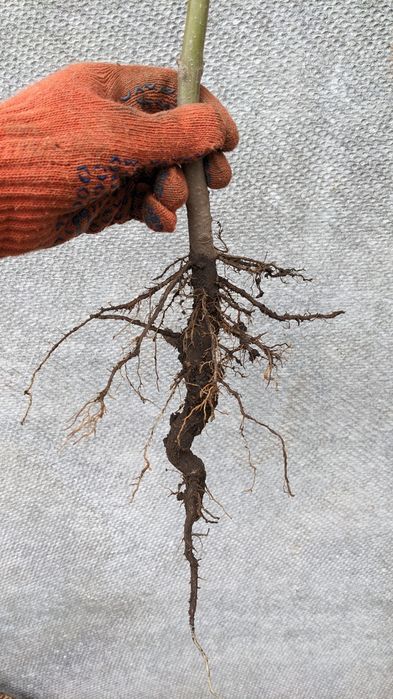 РОЗПРОДАЖ! Морозостійкі корені павловнія, Павловния