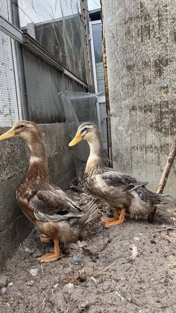 Patos Rouen machos