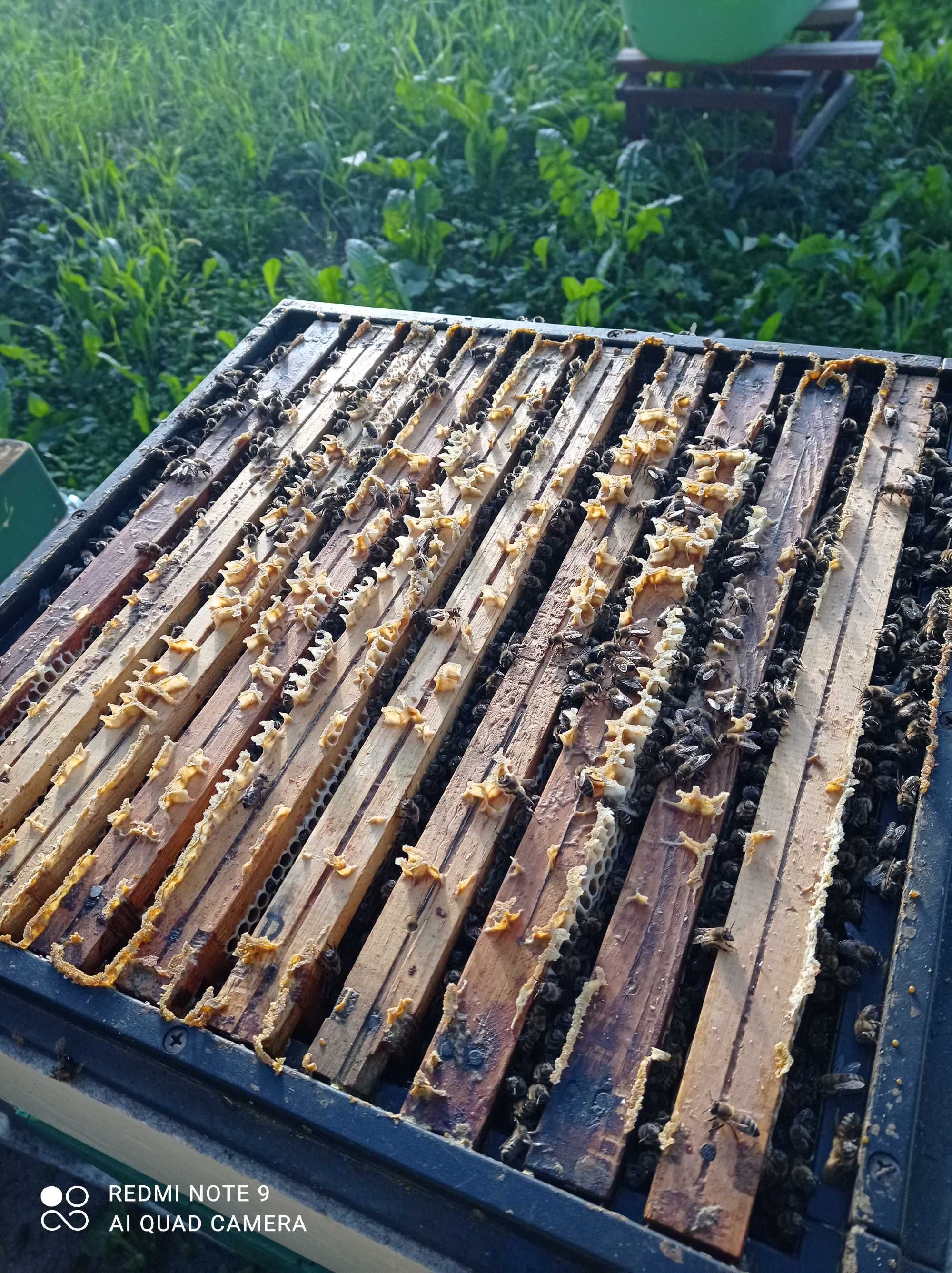 Rodziny pszczele i odkłady