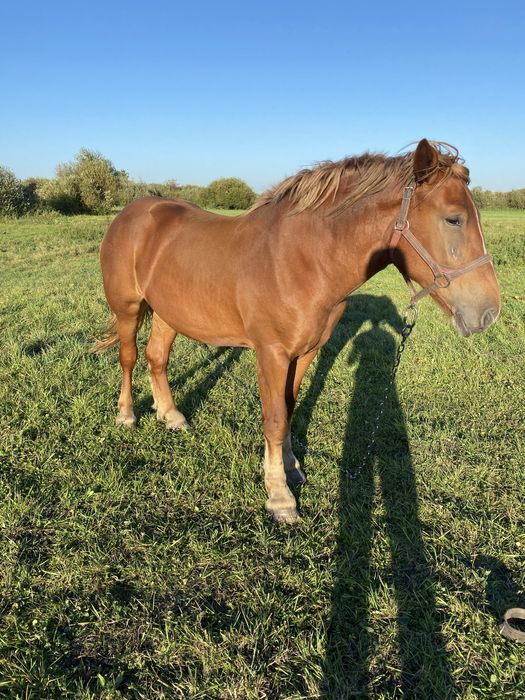 Продам лошицю