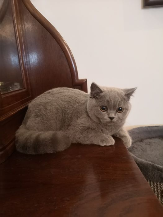 Kocurek, kotka z miotu T rodowód FPL