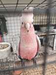 Cacatua Galah (roseicapilla)