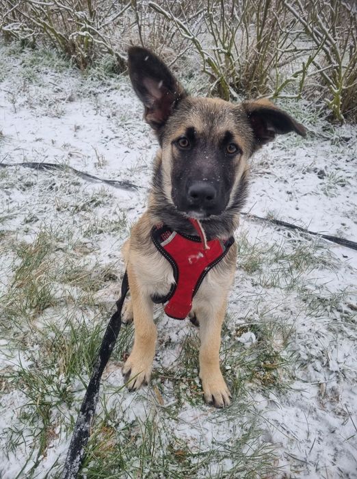 Lizak, 8miesieczny szczeniak czeka na dom