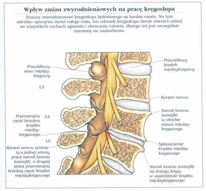 Terapia manualna i masaż z dojazdem do klienta