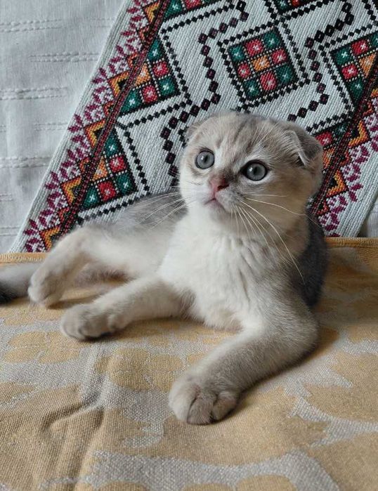 Шотландский вислоухий котик в окрасе голубое золото ау11