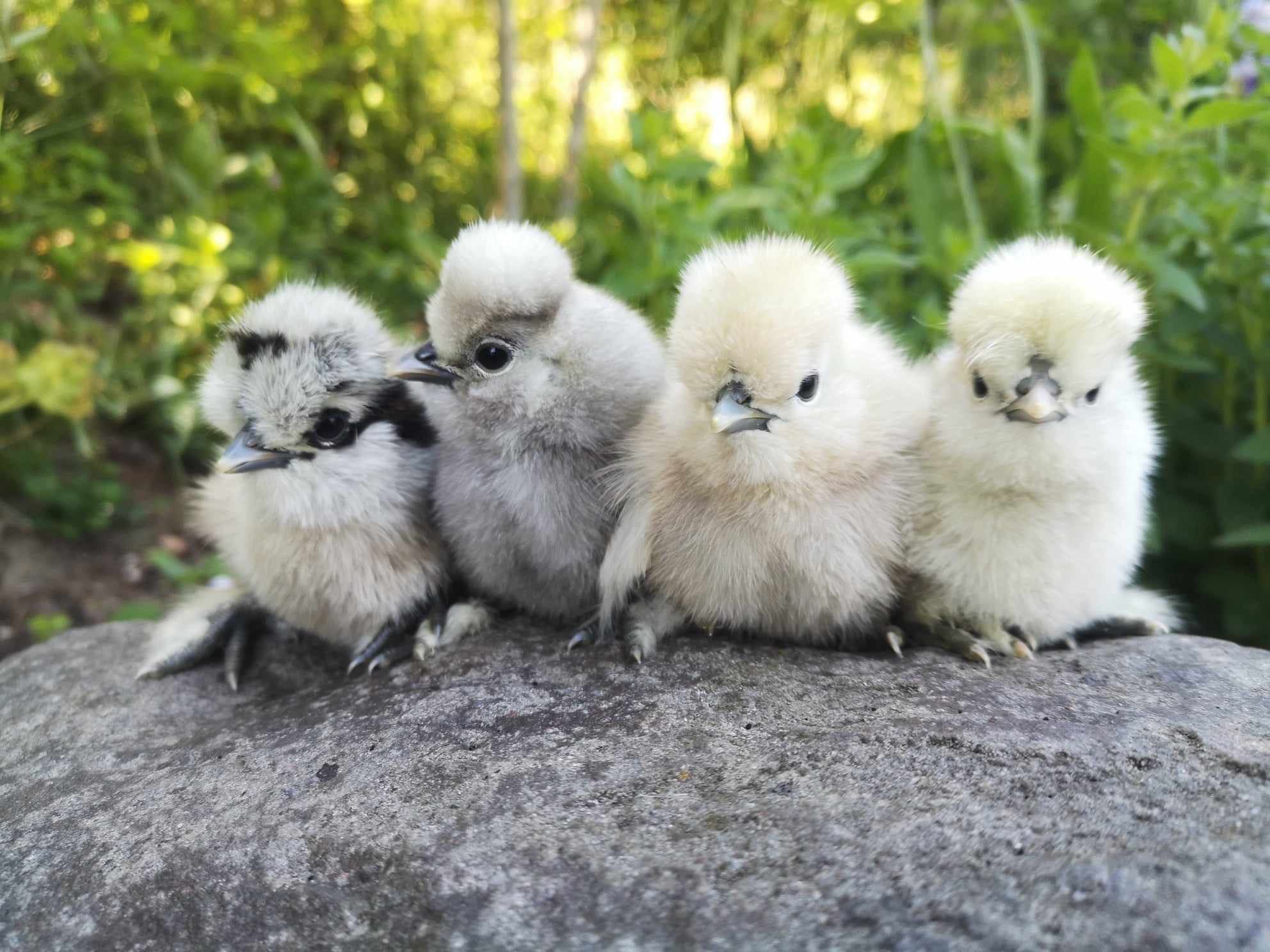 Jajko Jaja Lęgowe Silki Silka Jedwabiste Satynowe