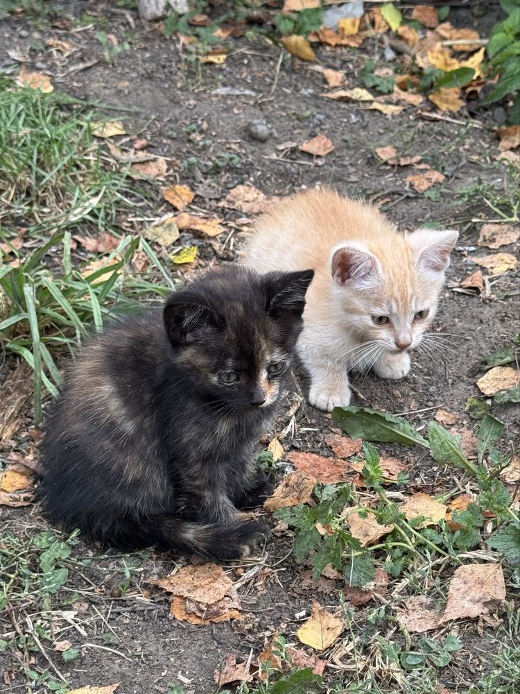 Котики в добрі руки