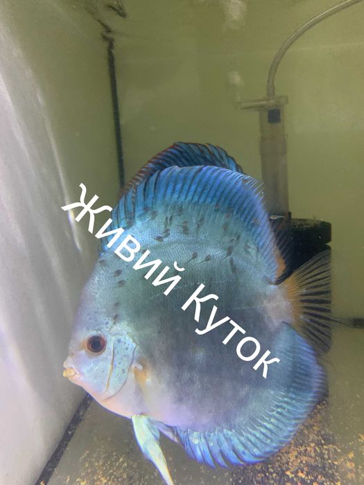 Продаж дискусів власного розведення