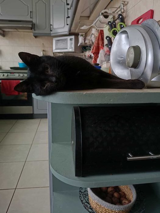 Podaruj Sigmie domek