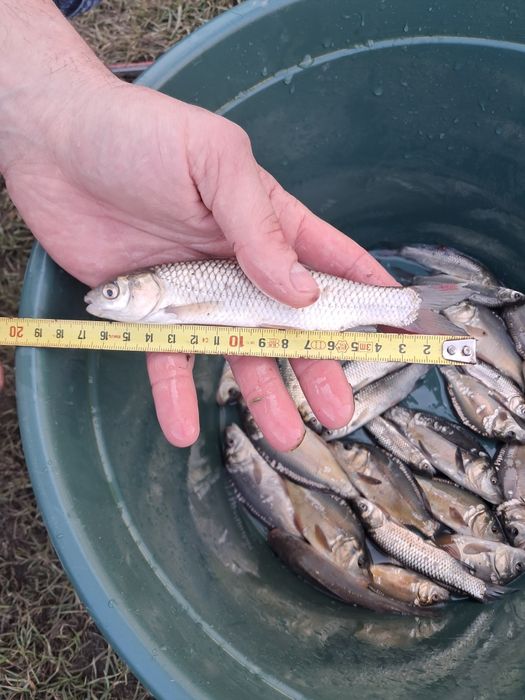 Amur narybek 14-18cm lin, karp, karp koi