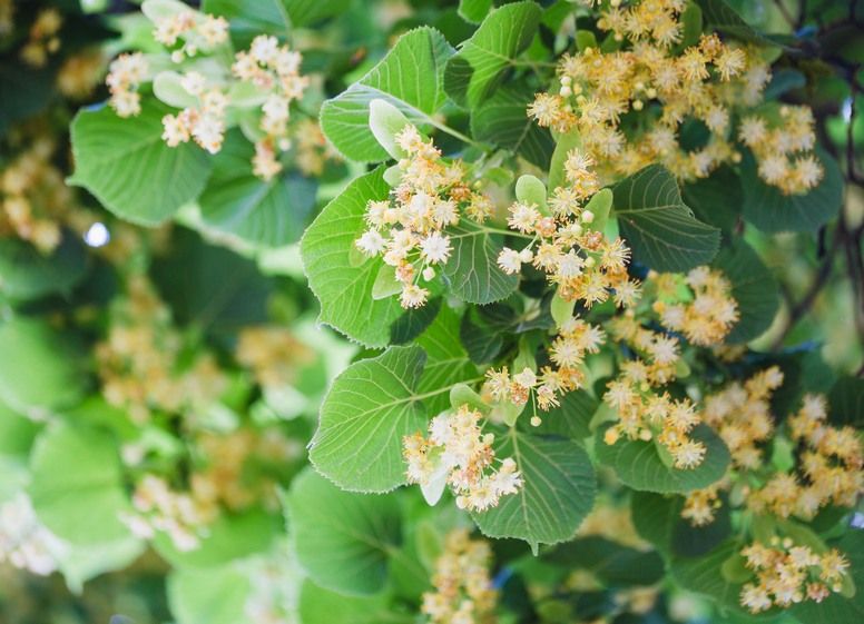 sadzonki Lipa miododajna drobnolistna akacja biała Rubinia