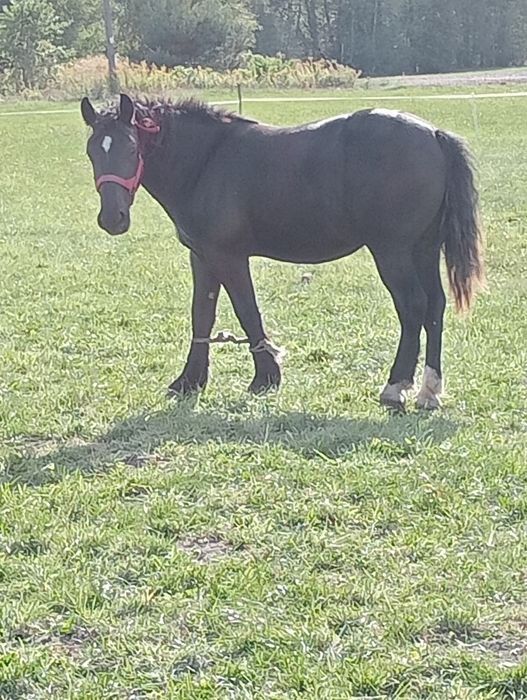 Sprzedam źrebicę zimnokrwiste