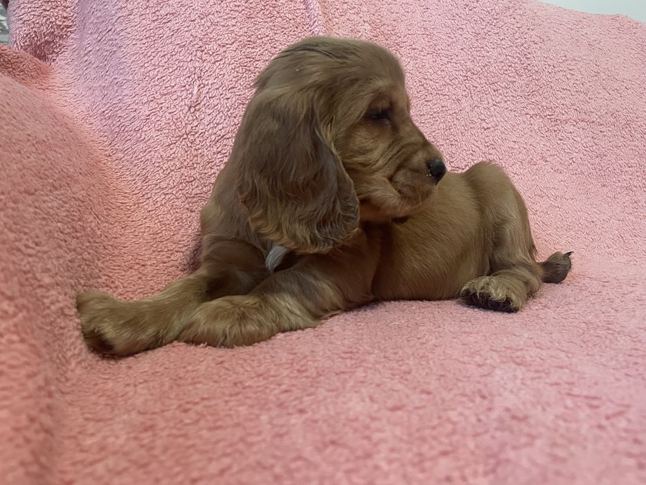 Cocker spaniele szczeniaki