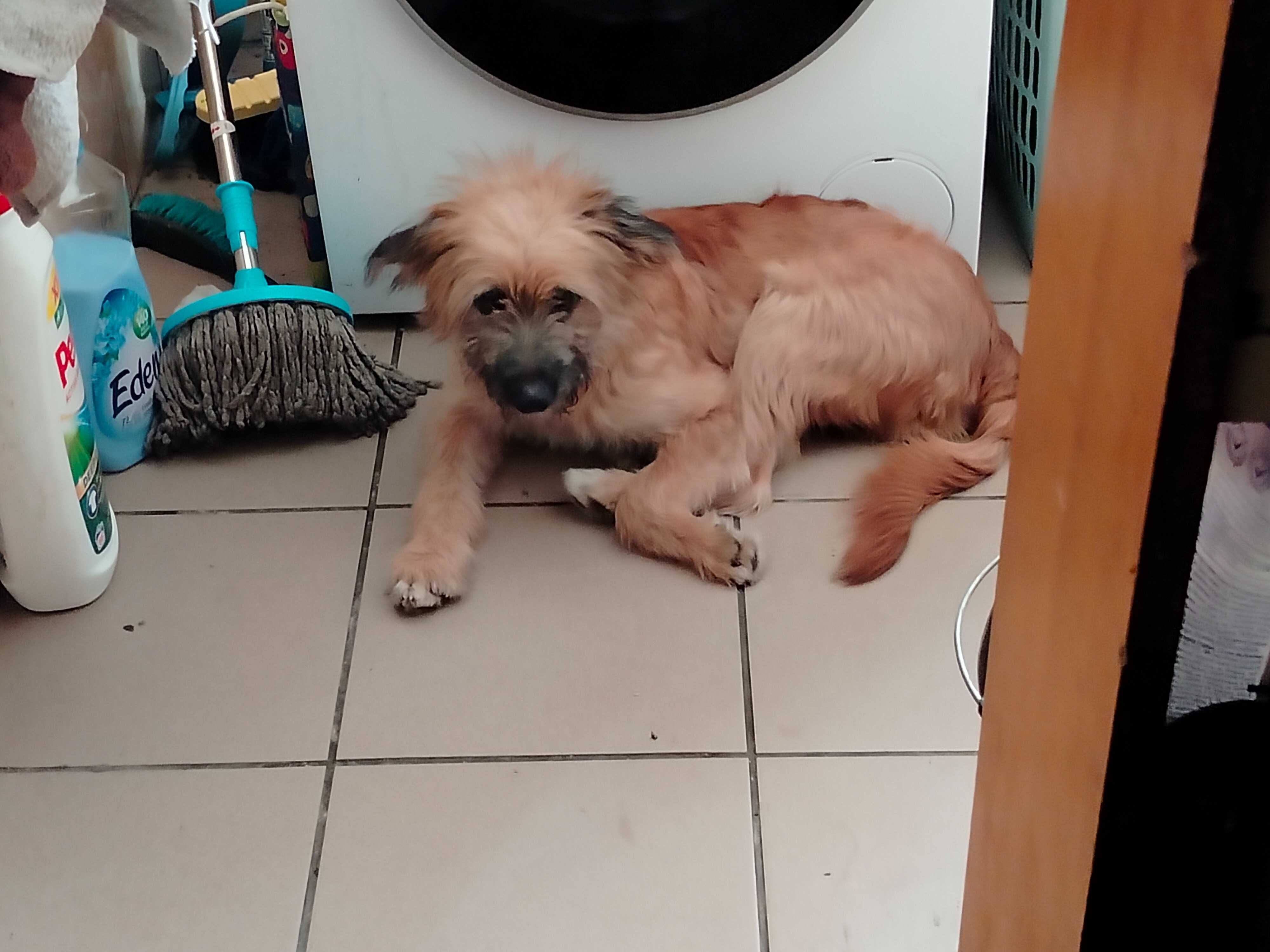 Oddam pieska 4 miesiecznego