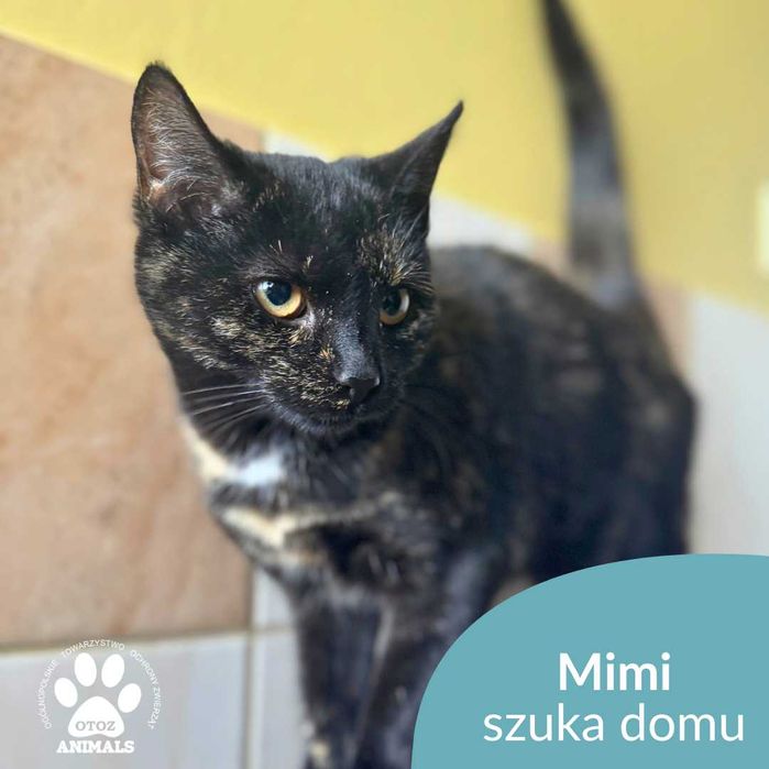 Młoda kotka Mimi szuka domu