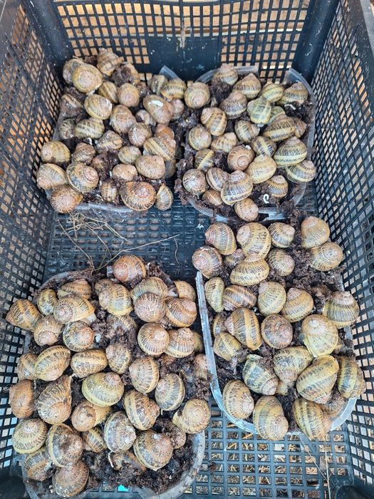 kokony I oseski ślimaka Maxima Muller