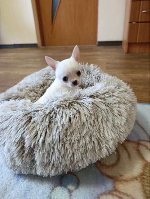 Чудо малюки Чихуахуа міні хлопчи.